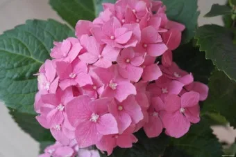 수국 키우는법 개화시기 삽목시기 가지치기 화분 물주기_22