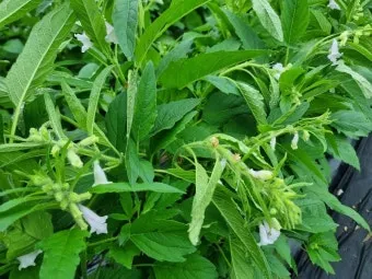 참깨 파종시기 재배방법 남부 중부_12