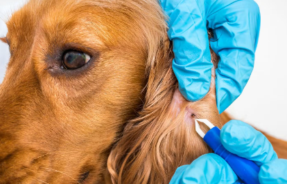 참진드기 퇴치 중인 개.