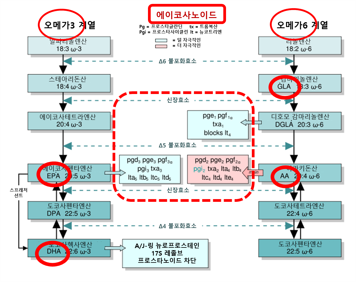 오메가3의 대사