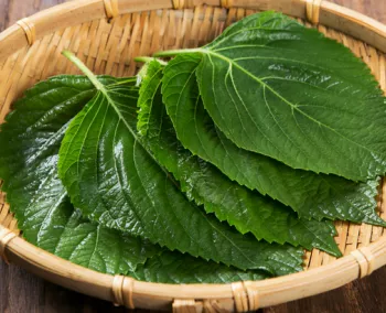 깻잎-사진3