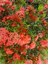 영취산 진달래 축제