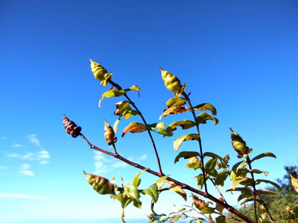 개나리 열매 효능