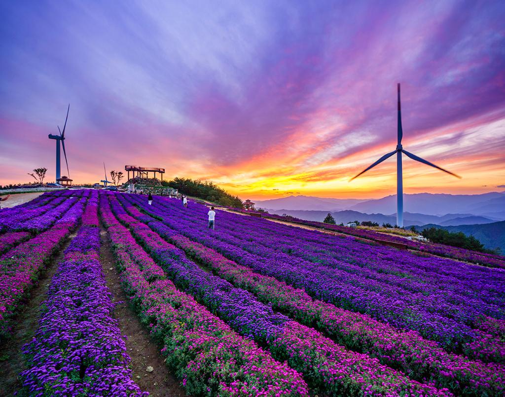 거창 별바람언덕 샤스타데이지