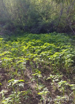 사회적 파장과 우려