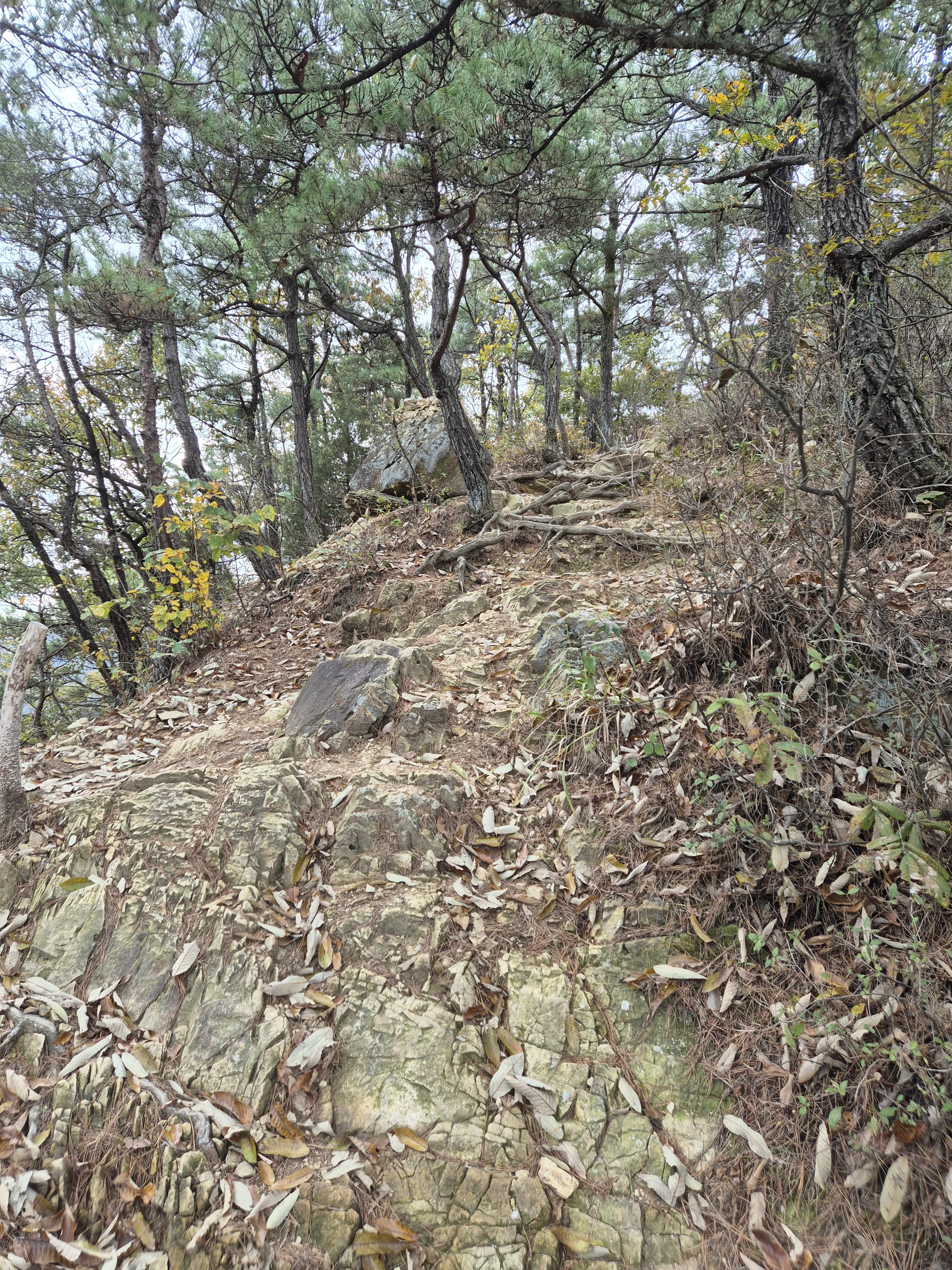 구봉산 등산길