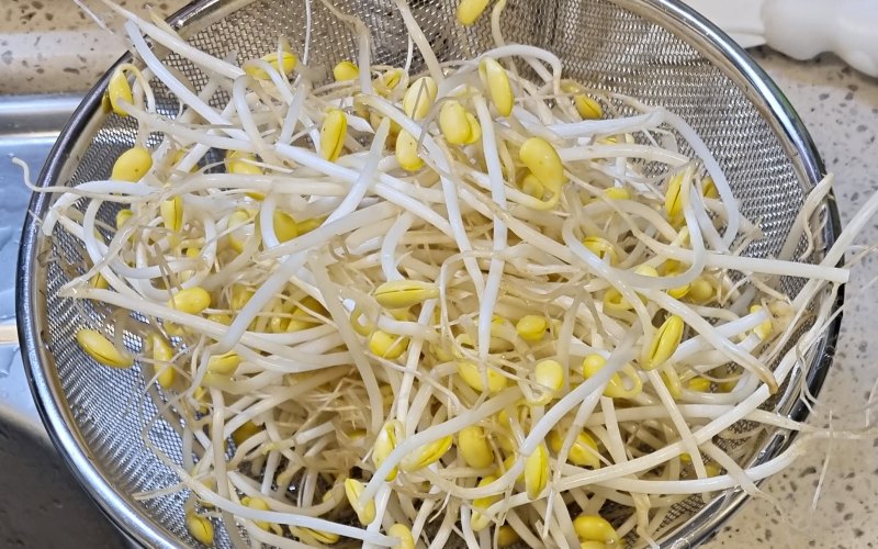 콩나물 손질