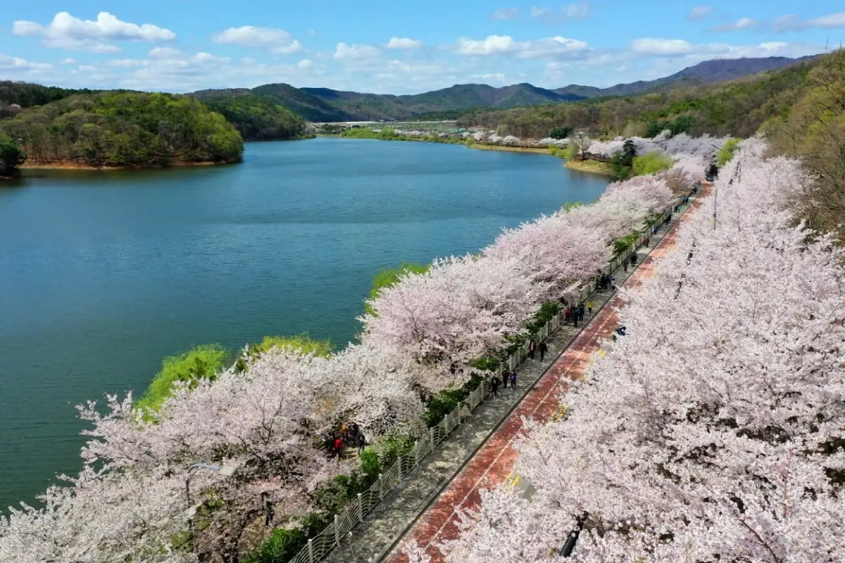 수원 광교저수지 벚꽃