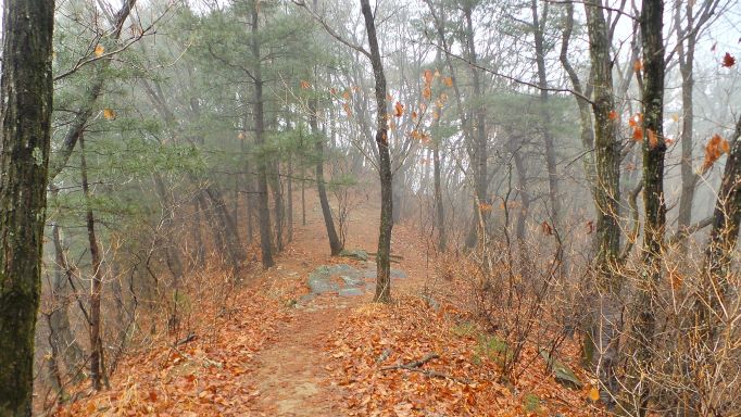능선 소나무길에 피어오르는 안개