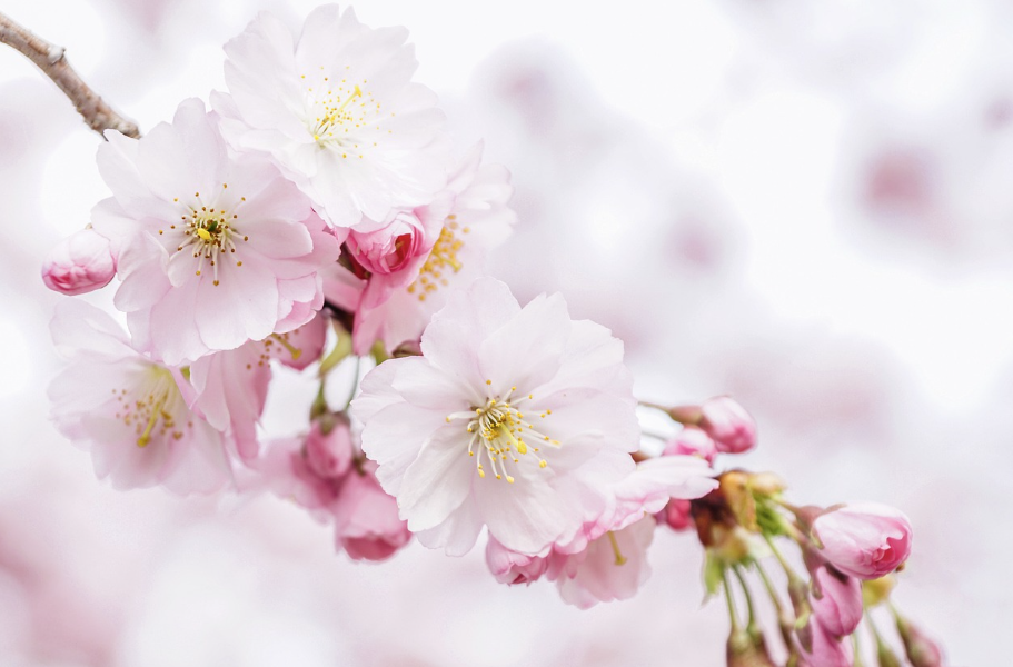 한 송이에 집중해서 찍기1