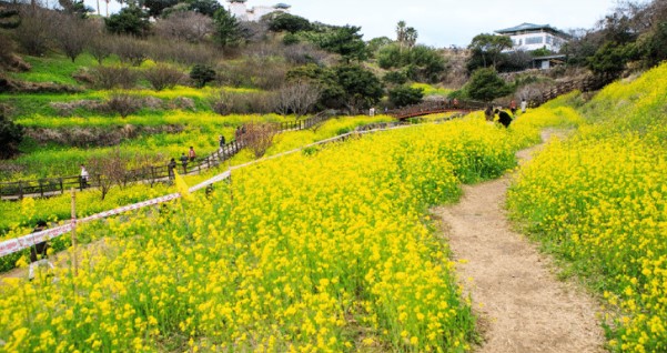 제주 유채꽃(3)