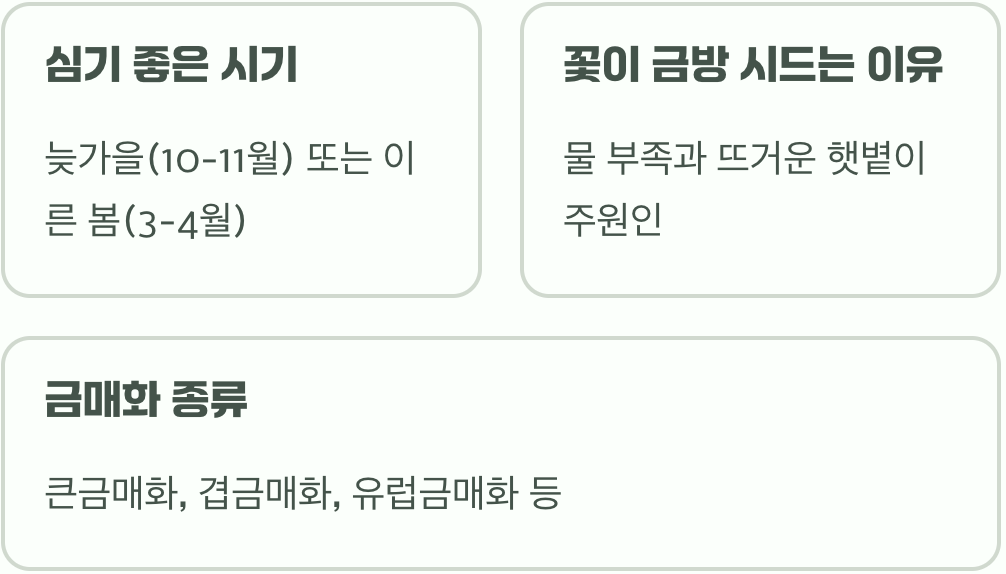 고산 야생화 금매화&amp;#44; 정원에서 키우기 A to Z