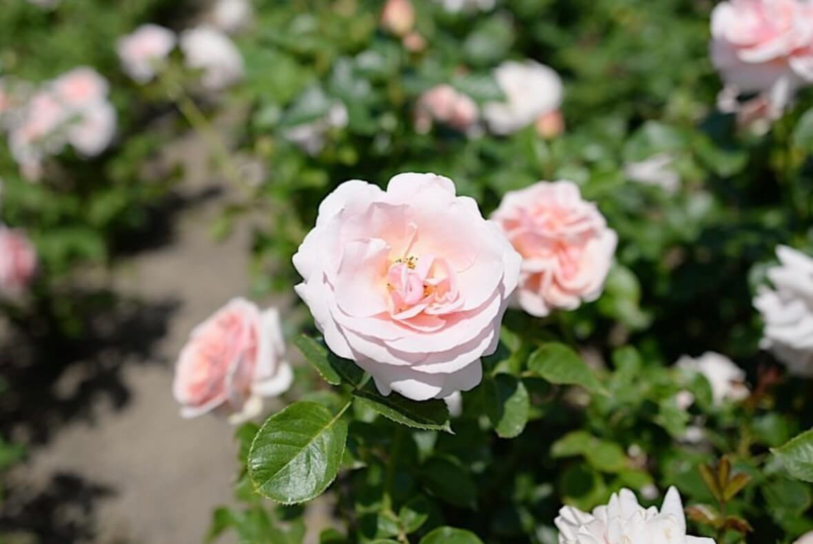 울산대공원 장미축제