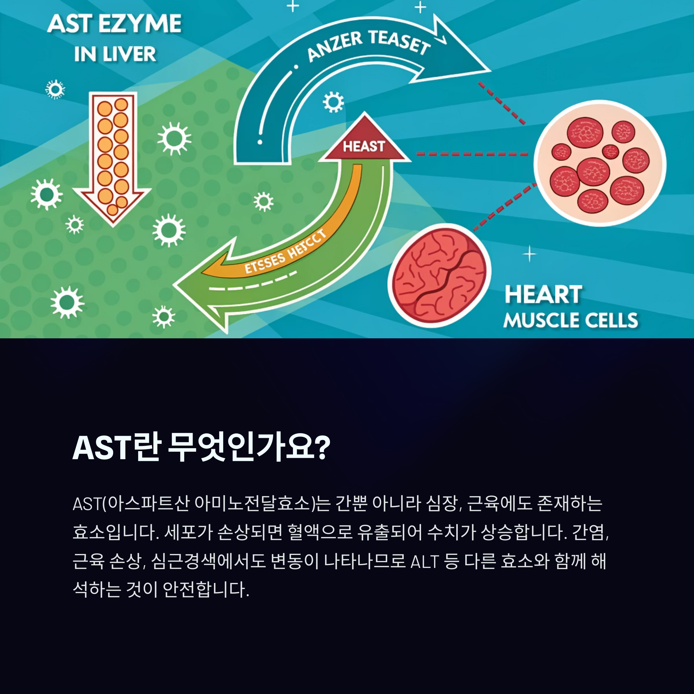 간효소 이동 과정