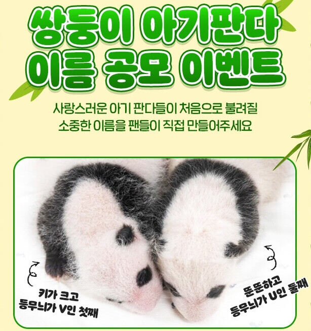 에버랜드 쌍둥이 아기판다 이름공모 참여방법