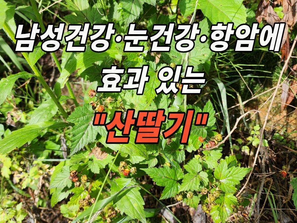 계곡에서 본 산딸기