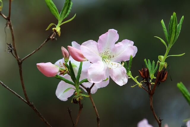 불암산 철쭉제
