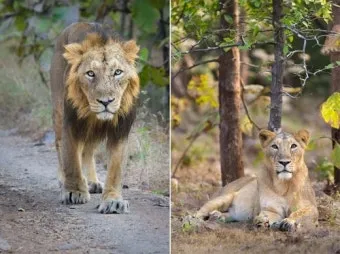 아시아사자 인도 동물 특징 성격_4