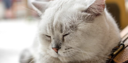 눈을 감고 가만히 있는 흰 고양이.