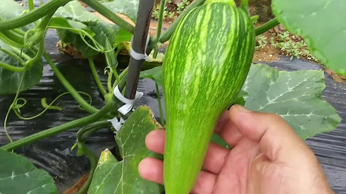 애호박 재배 꽃 관리 수분 받기 토양 배수 개선_1