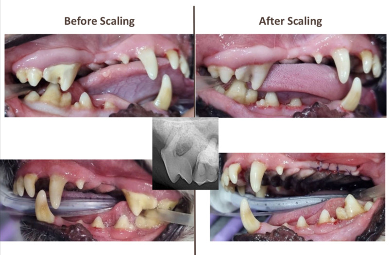 강아지-치근단농양-발치