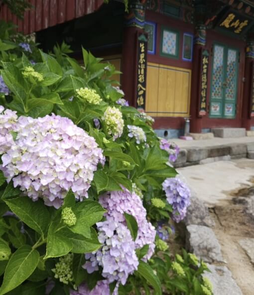 수국사찰 용문사 수국축제