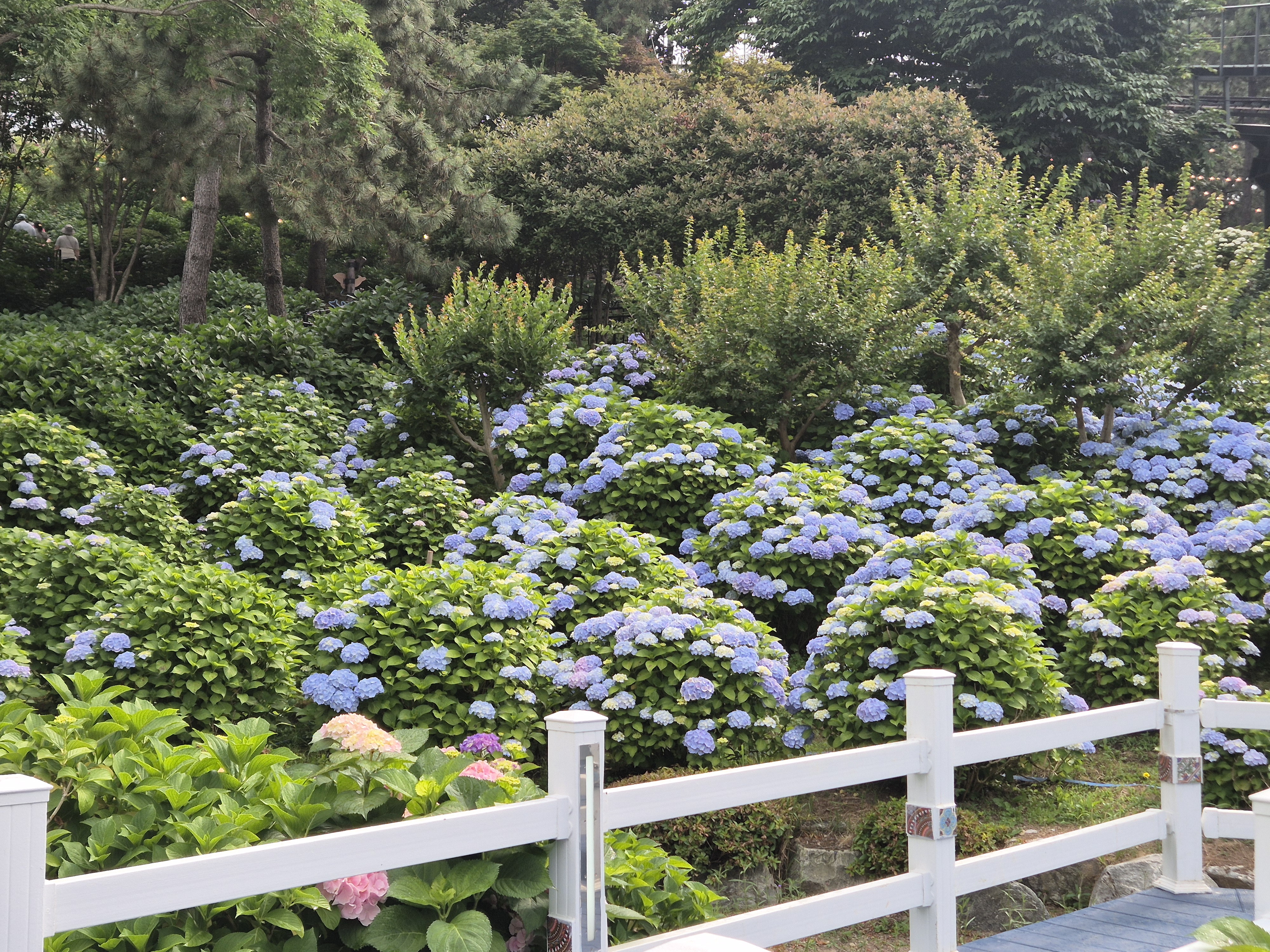 #장생포수국축제 
#울산수국축제 
#고래문화마을 
#울산장생포가볼만한곳 
#장생포포토존 
#고래광장수국길 
#오색수국정원 
#수국축제개화상황2025 
#수국사랑상품권사용처 
#울산6월축제 
#장생포여행코스 
#울산플리마켓체험 
#울산데이트코스 
#울산여행추천 
#장생포주차정보
#수국포토존
#장생포오색수국정원