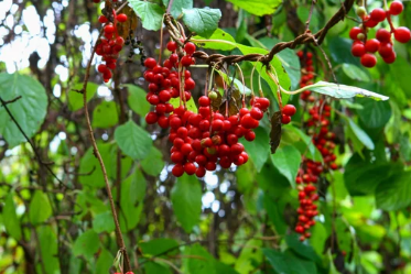 오미자 효능 12가지와 부작용은?