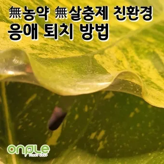 화분 응애 방제 초기발견 잎뒷면확인 샤워식세척 비누물활용 팁_12