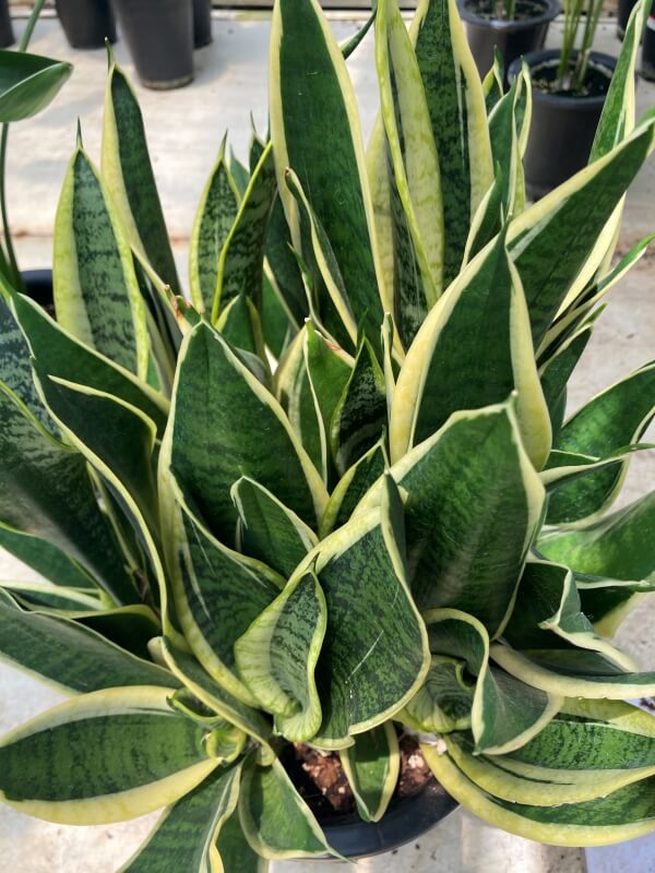 산세베리아키우기