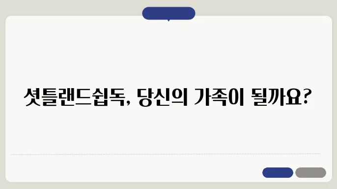 셔틀랜드쉽독 입양방법 알아보기