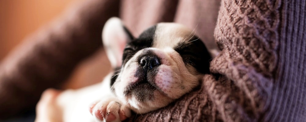 강아지 닭고기 주는 방법 12