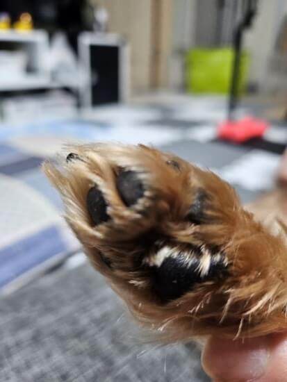 우리 강아지 발바닥