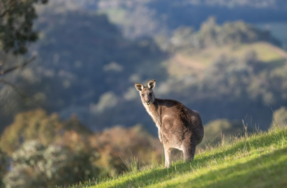 도시에 나타난 야생 동물 : 공존의 가능성