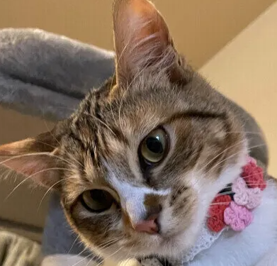 고양이 심근증