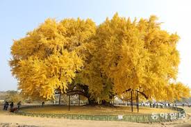 충남 은행나무 길