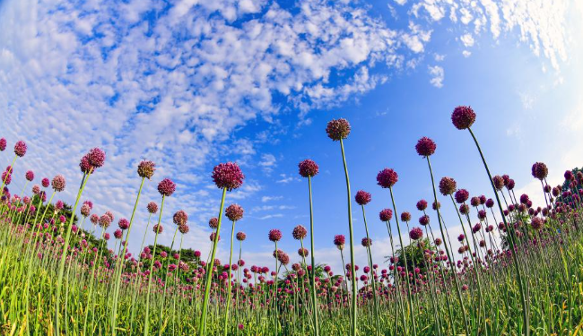 2025 유구색동수국정원 꽃 축제