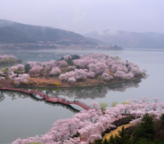 벚꽃 사진