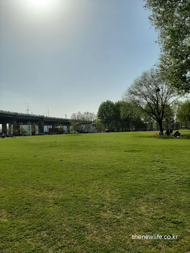 Sunlit lawn and tree shadows at Gwangnaru Park / 햇살이 비추는 광나루 공원의 잔디밭과 나무 그림자/잔디밭 어싱이 가능한 장소