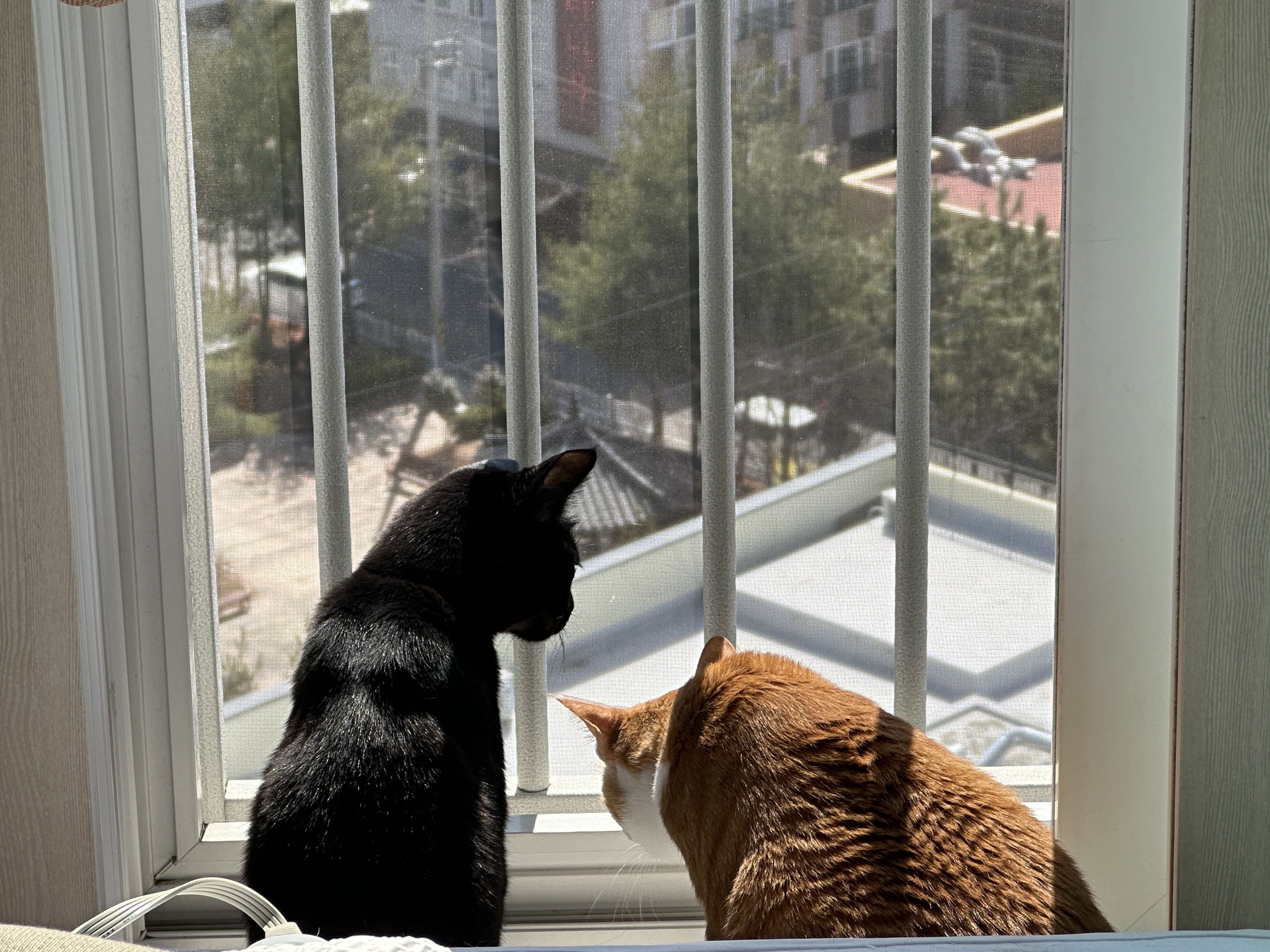 냥냥이에 햇살이 더해지면 사랑스러움 (feat. 방묘창이 꼭 필요한 이유)