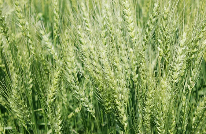 보리 재배 월동 관리 파종 밀도 웃자람 방지_6