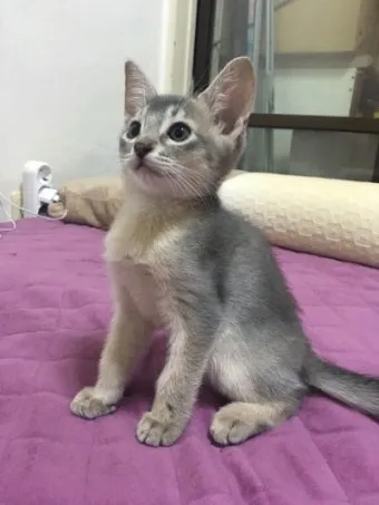 아비니시안 고양이 유전병_8