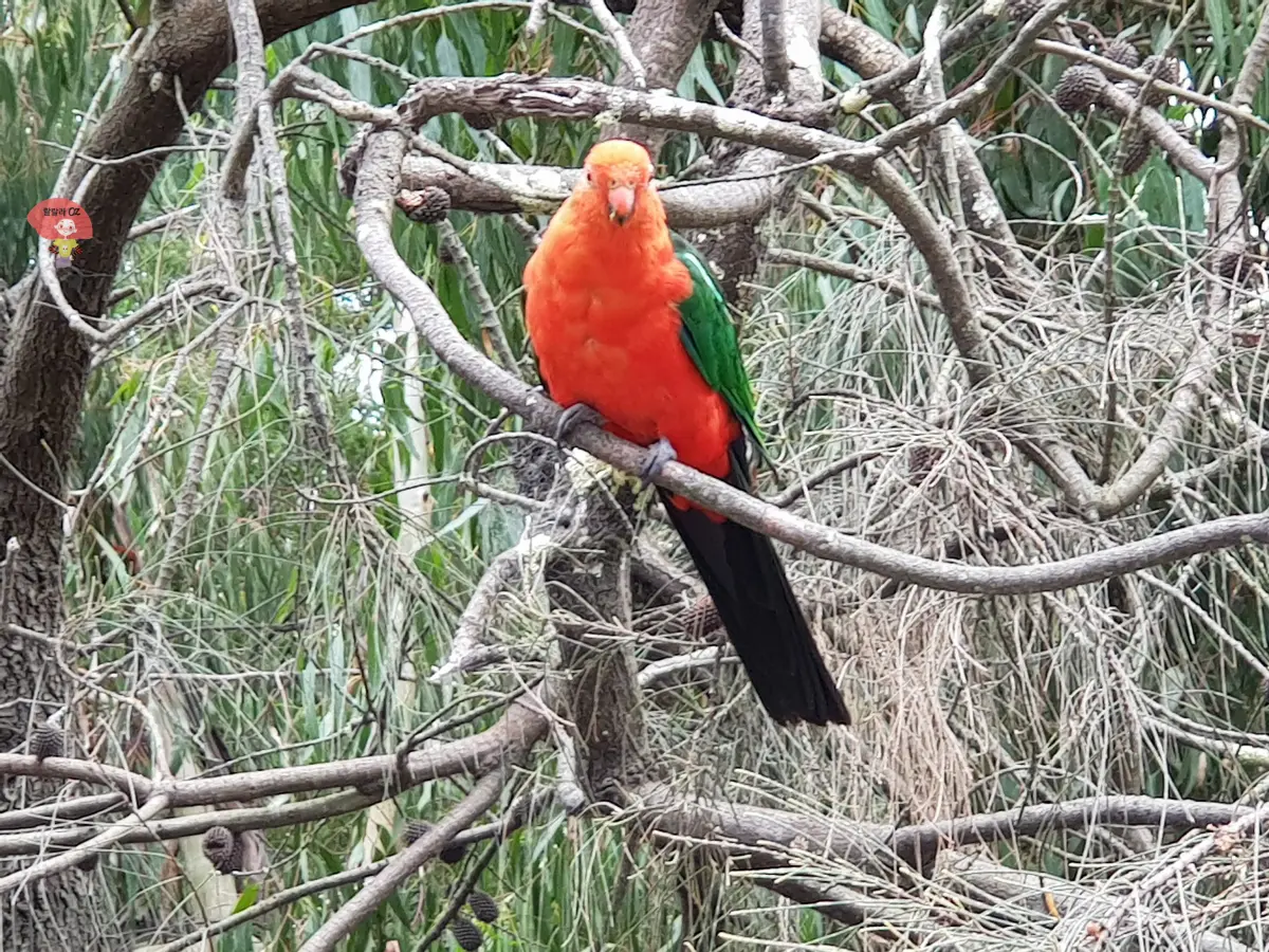 호주-멜버른-케넷-리버-에서-만난-나무-위-앵무새-앞모습-사진