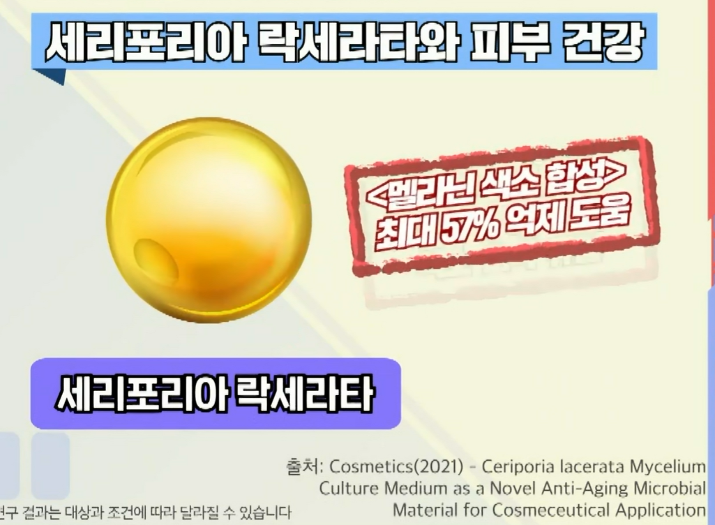 세리포리아 락세라타 효능