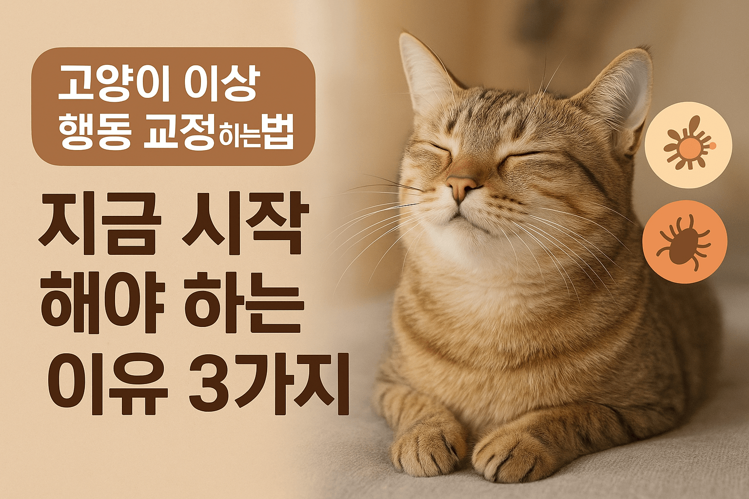고양이 이상 행동 교정하는 방법