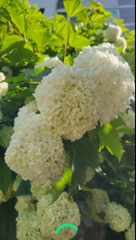 꽃 검색, 꽃 이름 찾는 방법