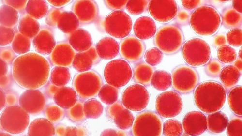 아스타잔틴 부작용