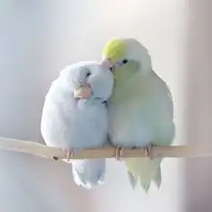  반려동물 등록번호