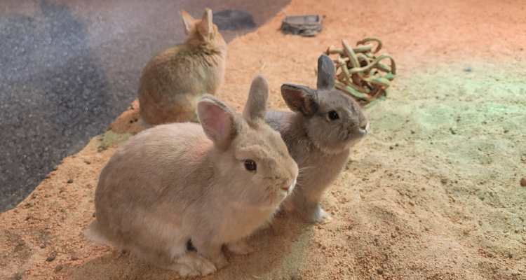 가평 신비동물원