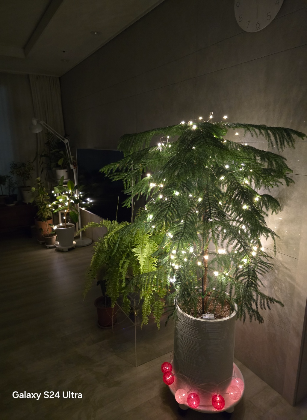 올해도 너무예쁜 아라우카리아나무입니다